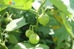 Organic farm near Chalamthang