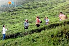 Guests at Temi Tea Garden near Chalamthang