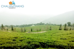 Temi Tea Garden near Chalamthang