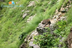 Mountain Goat around Tarey Bhir