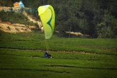 Paragliding at Temi Tea Garden